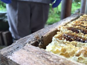 日本みちばち蜂蜜収穫
